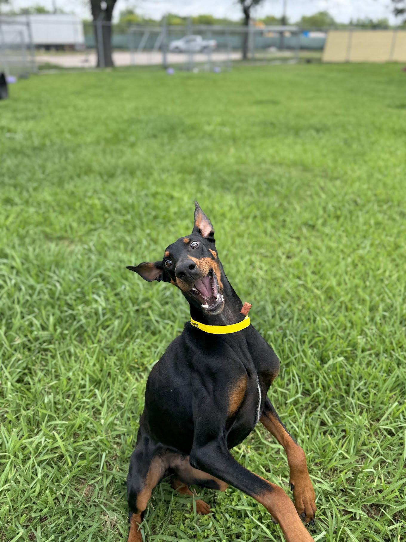 Enlarge Calypso, a Adopted Doberman Pinscher in Houston, TX image 1/3