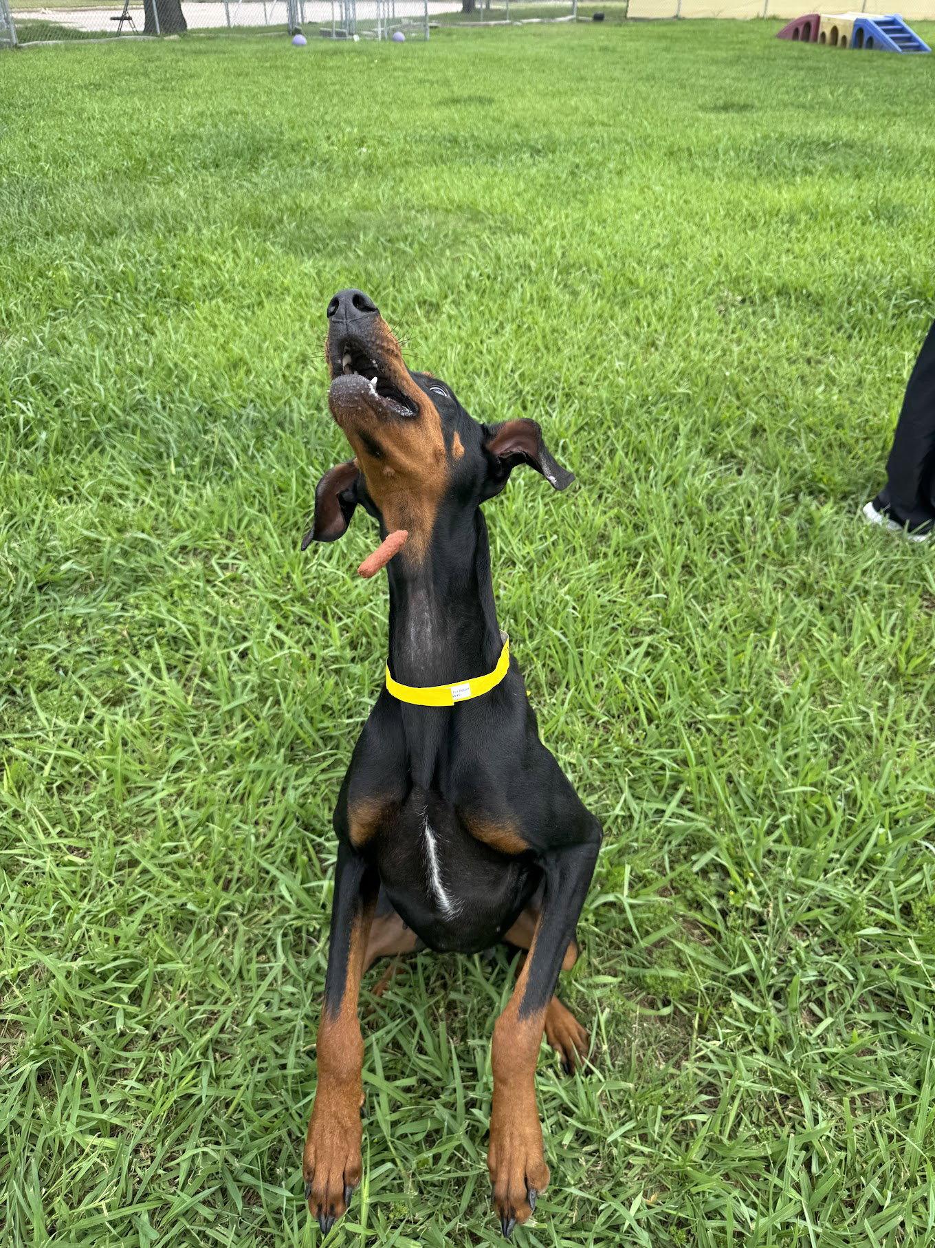 Enlarge Calypso, a Adopted Doberman Pinscher in Houston, TX image 2/3