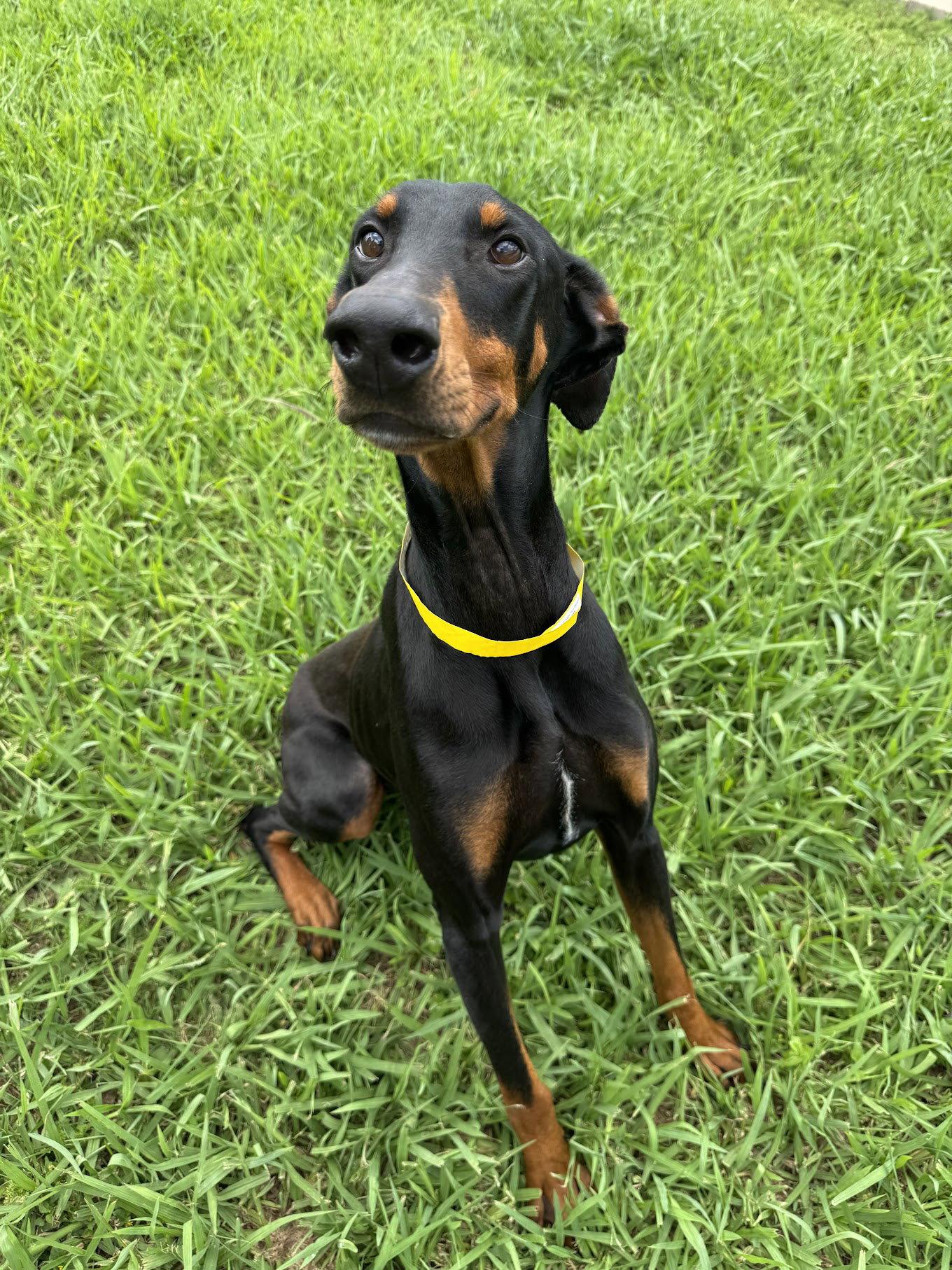 Enlarge Calypso, a Adopted Doberman Pinscher in Houston, TX image 3/3