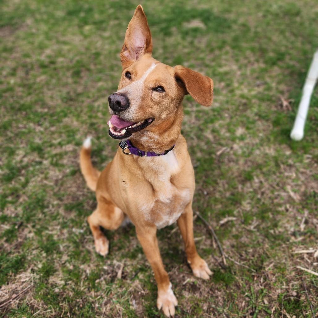 Diezel, adoptable, Senior Male Cattle Dog & Mixed Breed.