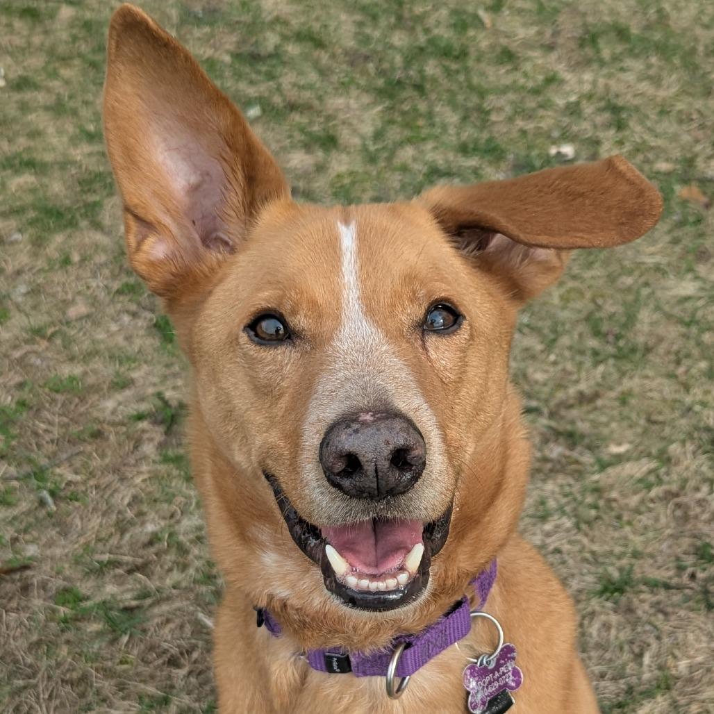 Enlarge Diezel, an adoptable mixed breed in Fenton, MI image 3/4