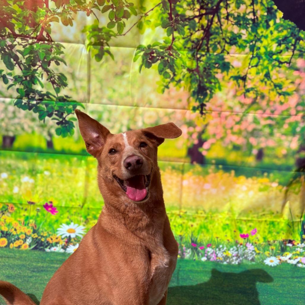 Enlarge Diezel, an adoptable mixed breed in Fenton, MI image 2/4