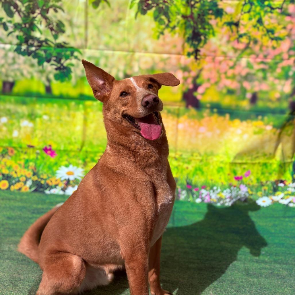 Enlarge Diezel, an adoptable mixed breed in Fenton, MI image 4/4