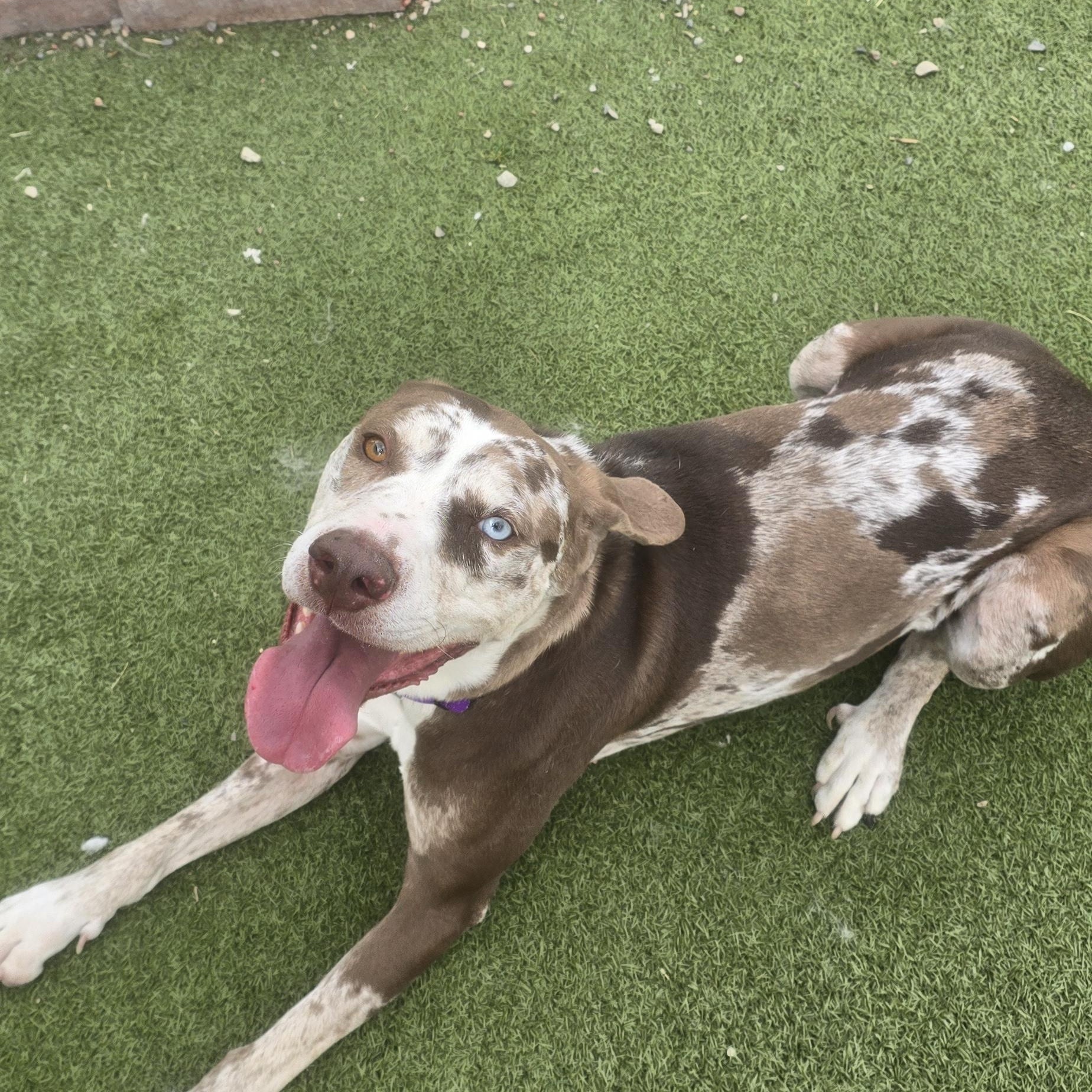 Harlow, Adoptable, Adult Female Catahoula Leopard Dog.