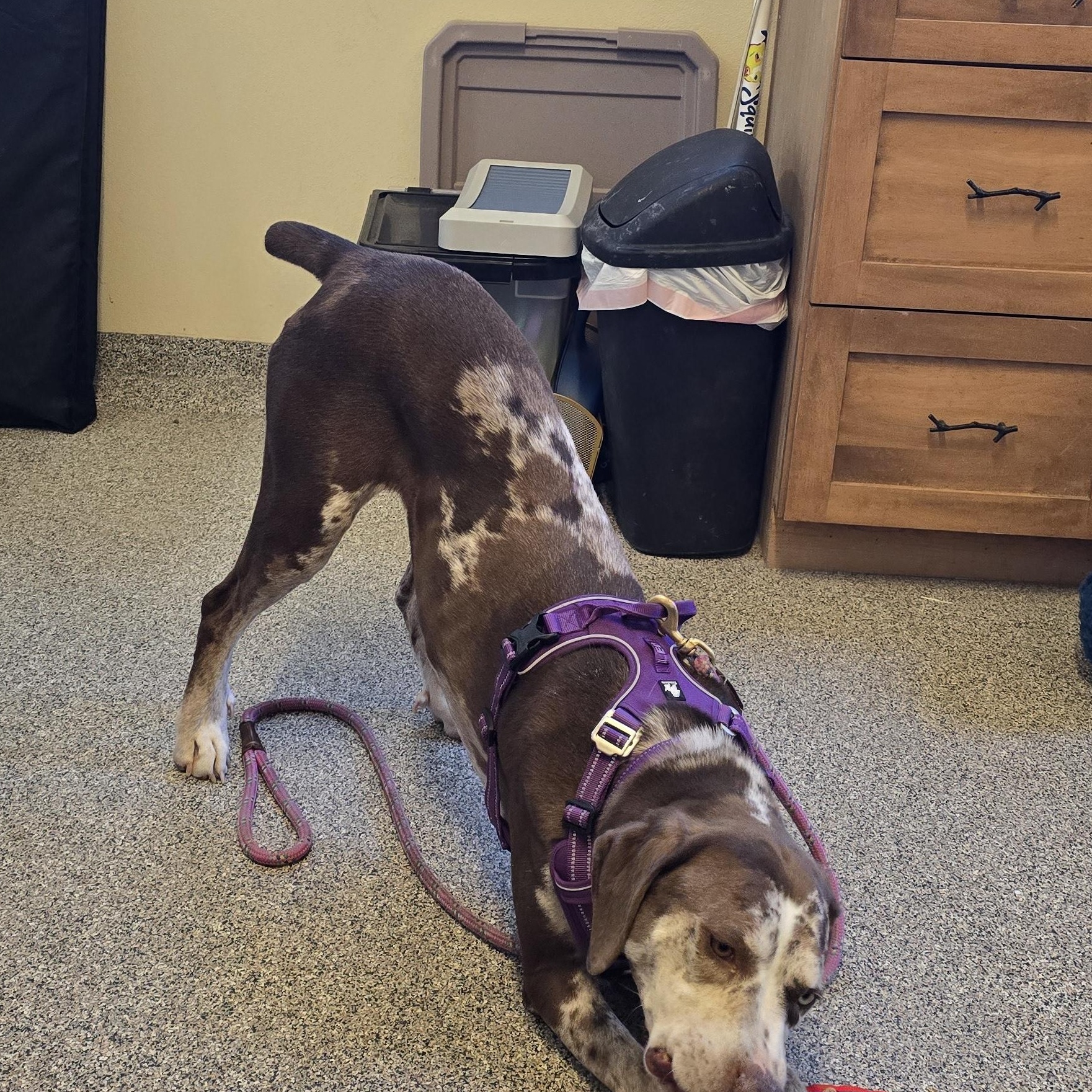 Enlarge Harlow, a Adoptable mixed breed in Gunnison, CO image 3/3