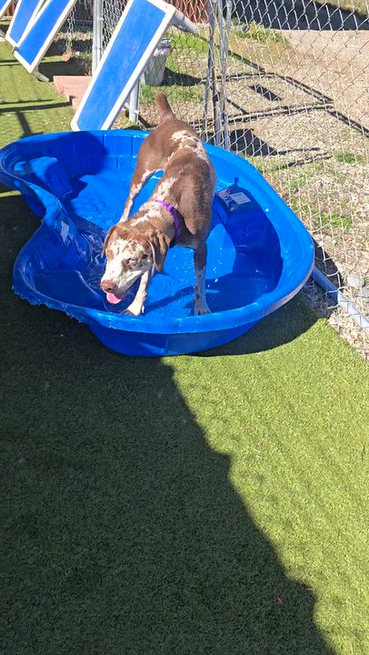 Enlarge Harlow, a Adoptable mixed breed in Gunnison, CO video 2/3