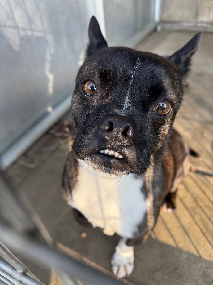 Blake, ADOPTABLE, Adult Male French Bulldog.