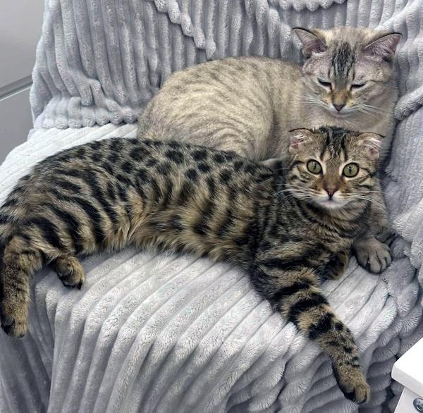 Enlarge SEA, an adopted Siamese in Madison, WI image 4/4