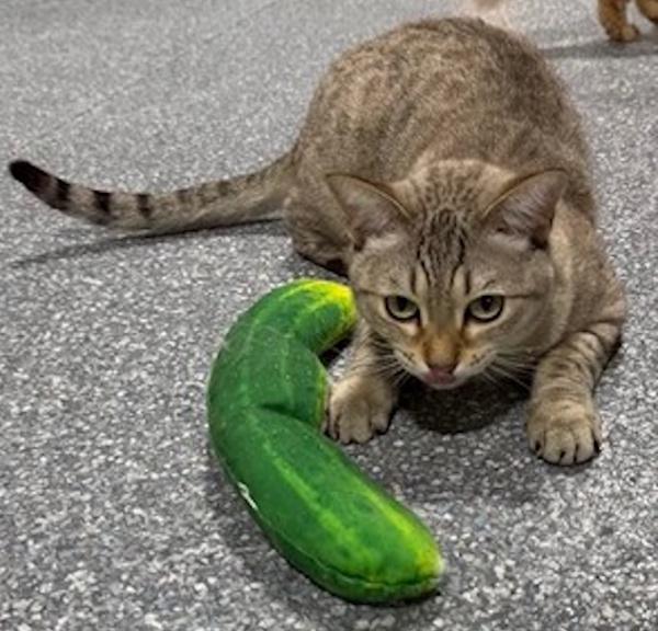 Enlarge SEA, an adopted Siamese in Madison, WI image 3/4