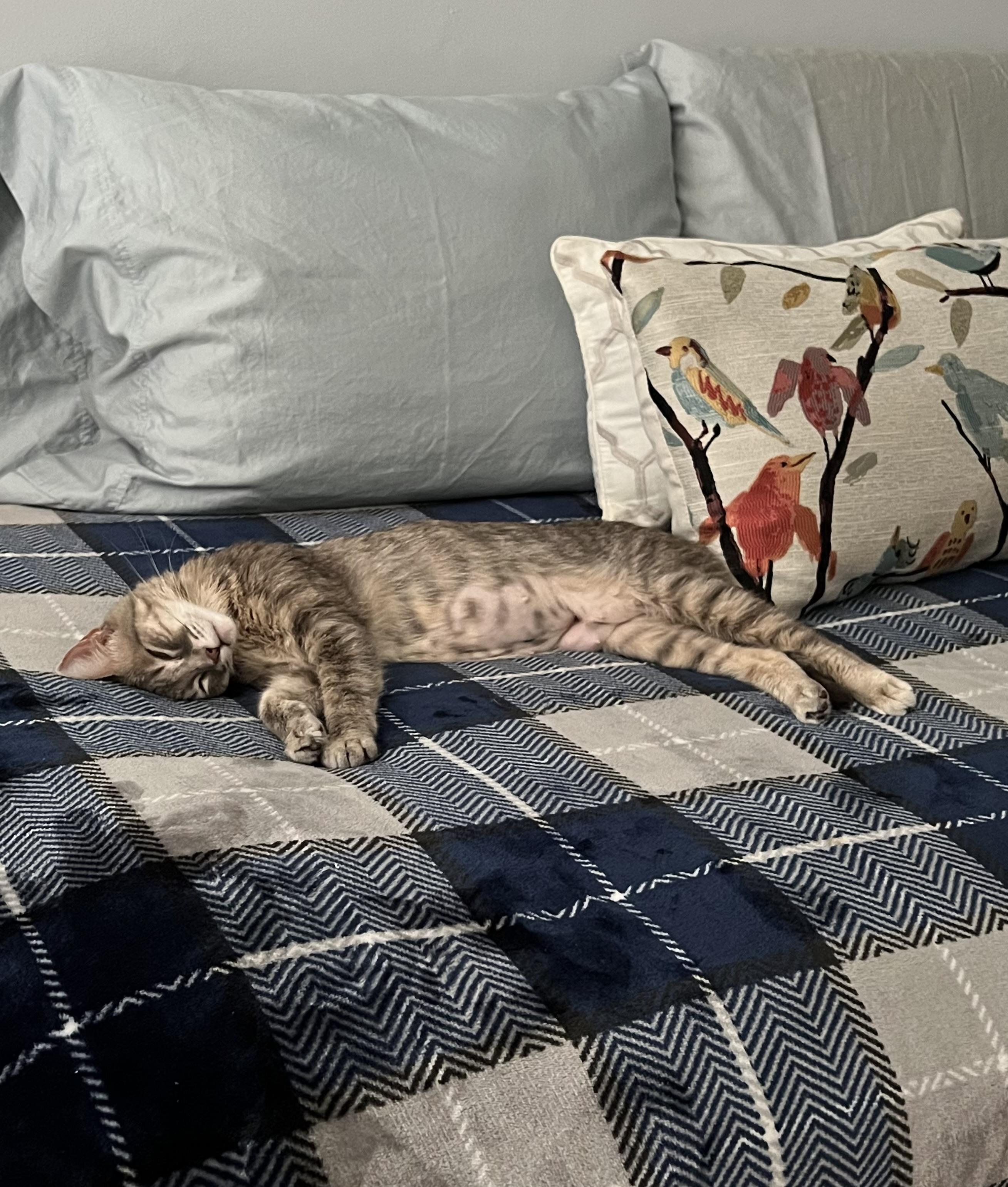 Andromeda, a ADOPTABLE Domestic Short Hair in Lakewood, CO image 5/5