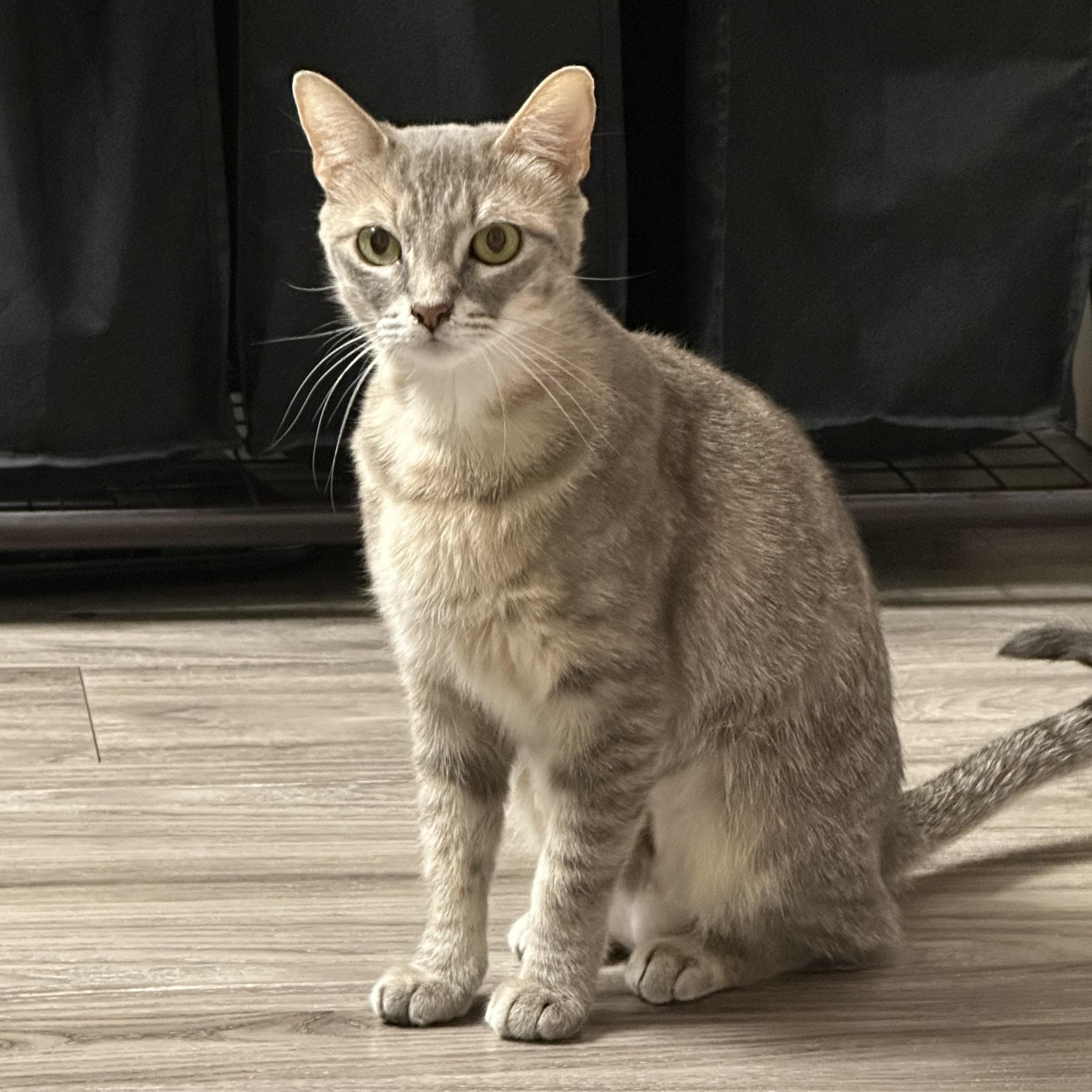 Andromeda, a ADOPTABLE Domestic Short Hair in Lakewood, CO image 3/5
