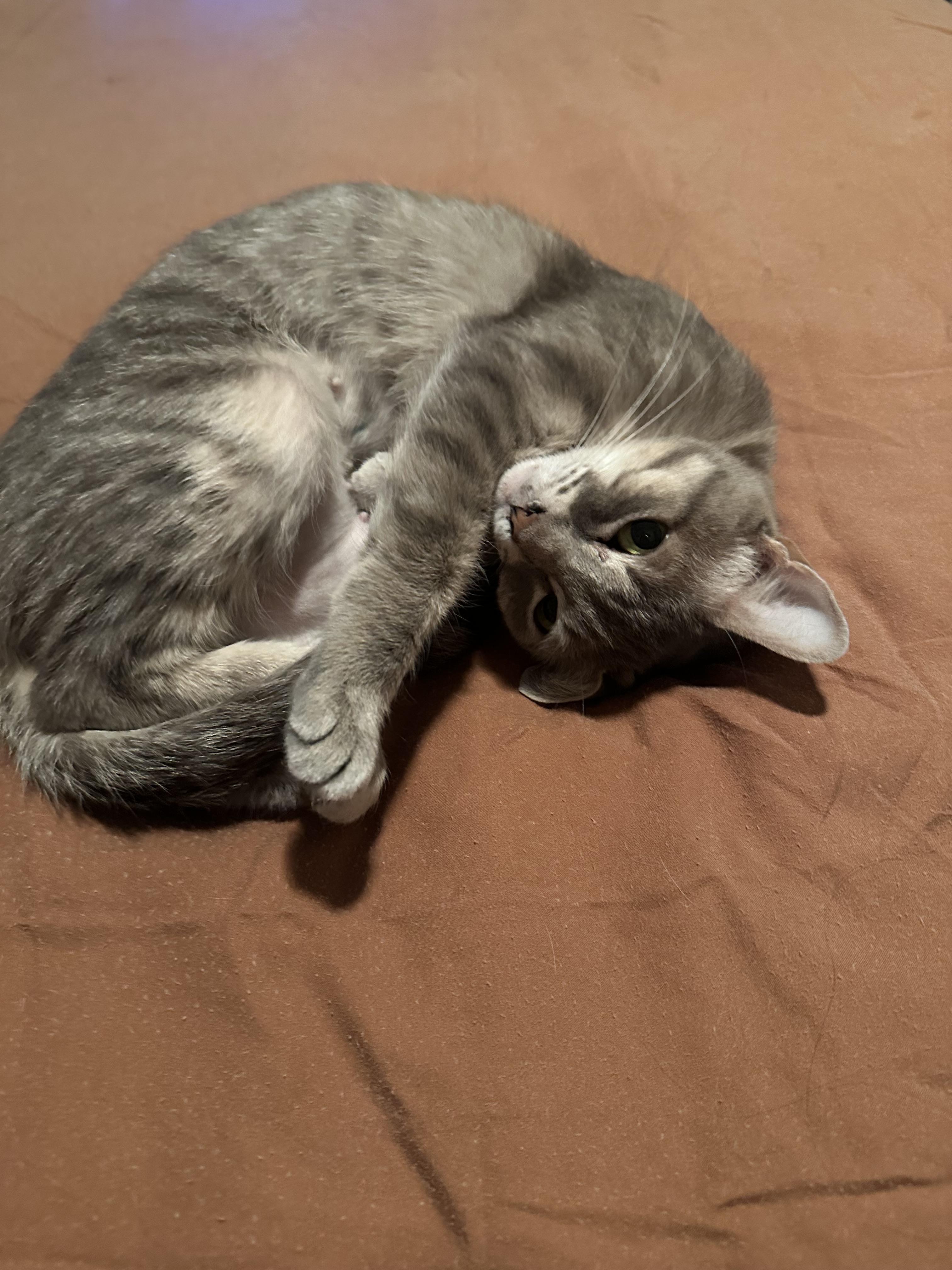 Andromeda, a ADOPTABLE Domestic Short Hair in Lakewood, CO image 4/5