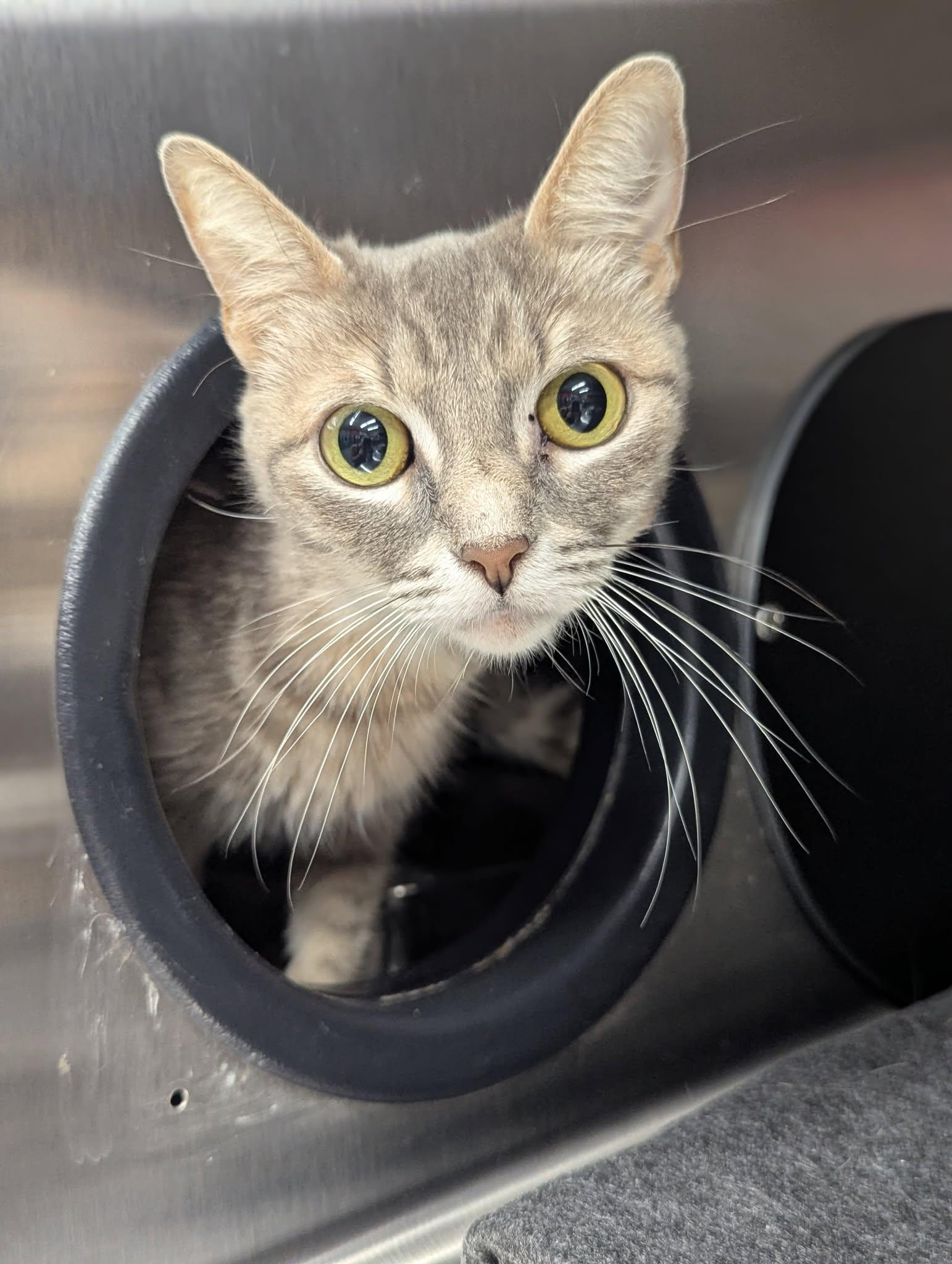 Andromeda, a ADOPTABLE Domestic Short Hair in Lakewood, CO image 1/5