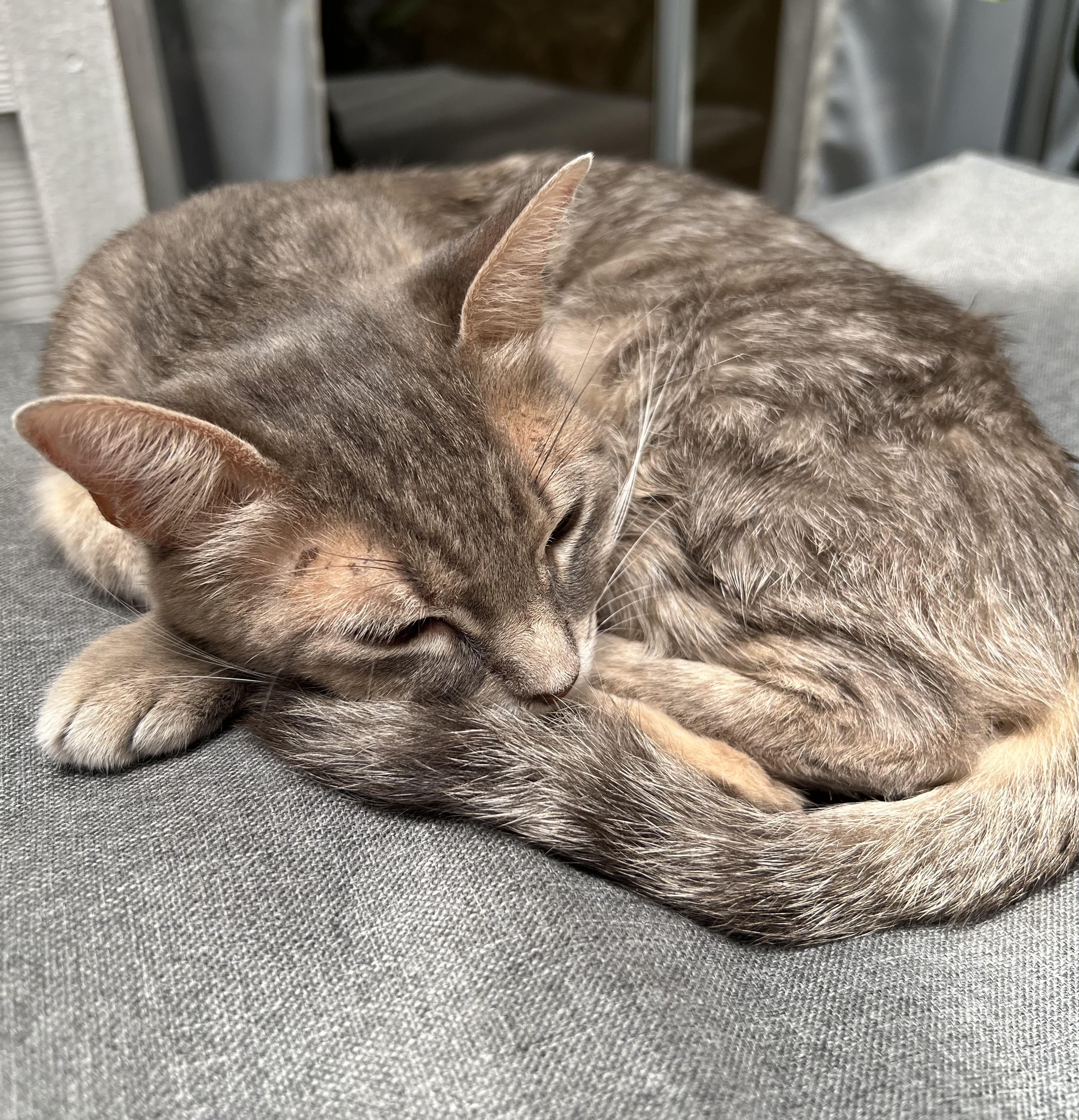 Andromeda, a ADOPTABLE Domestic Short Hair in Lakewood, CO image 2/5