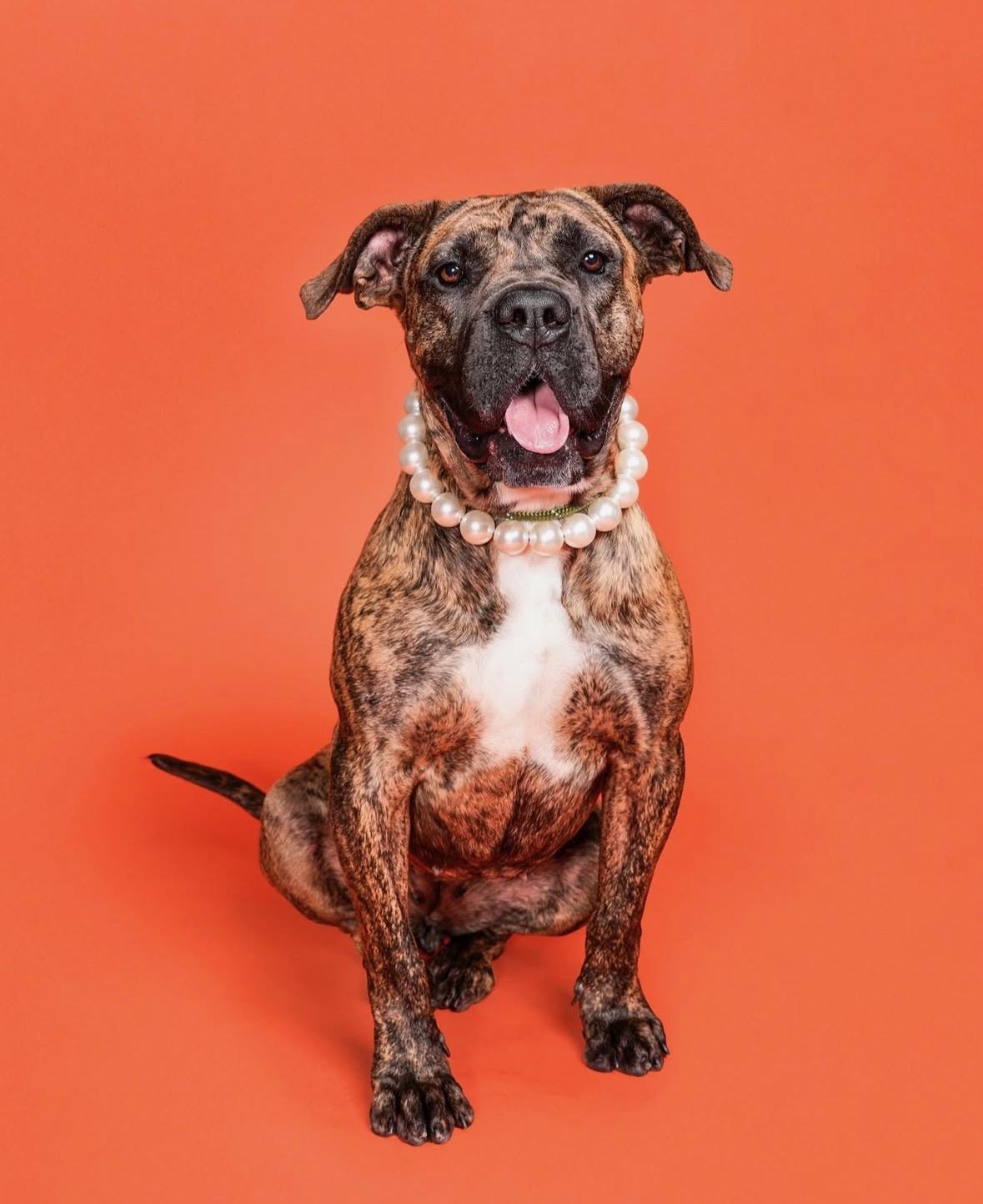 Enlarge Ginny, a Adoptable mixed breed in santa monica, CA image 4/6