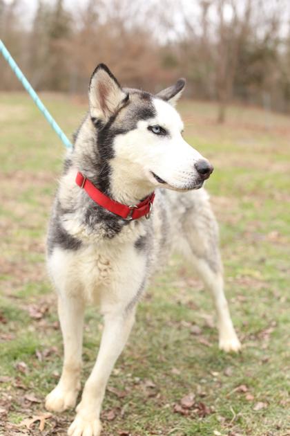 Enlarge Slim Shady, a Adoptable mixed breed in Morton Grove, IL image 1/3