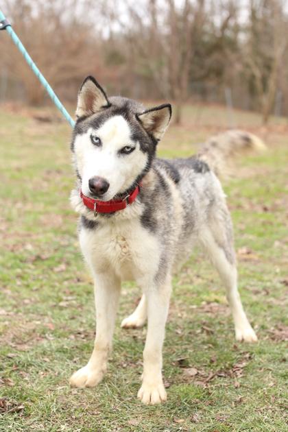 Enlarge Slim Shady, a Adoptable mixed breed in Morton Grove, IL image 2/3