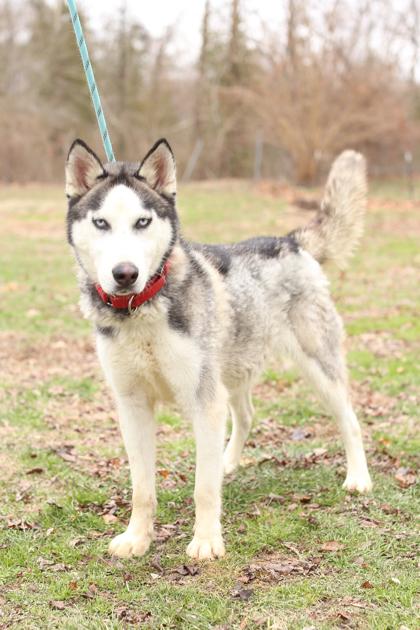 Enlarge Slim Shady, a Adoptable mixed breed in Morton Grove, IL image 3/3