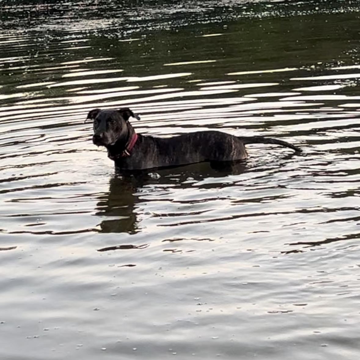 Sasha, an adoptable Pit Bull Terrier, Plott Hound in Eden Prairie , MN, 55344 | Photo Image 5