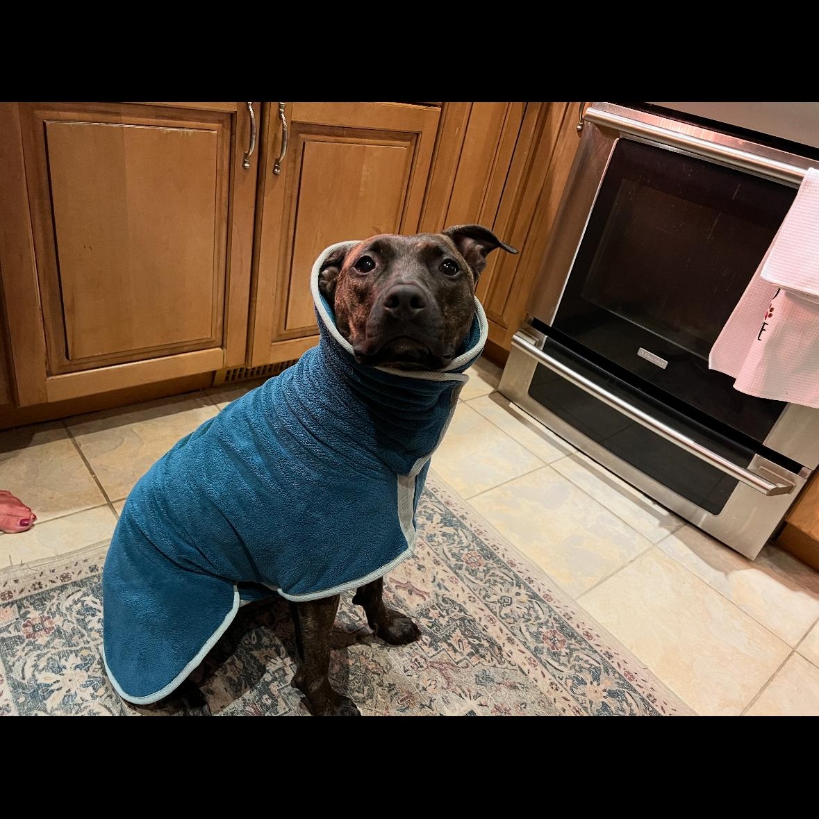 Sasha, an adoptable Pit Bull Terrier, Plott Hound in Eden Prairie , MN, 55344 | Photo Image 4