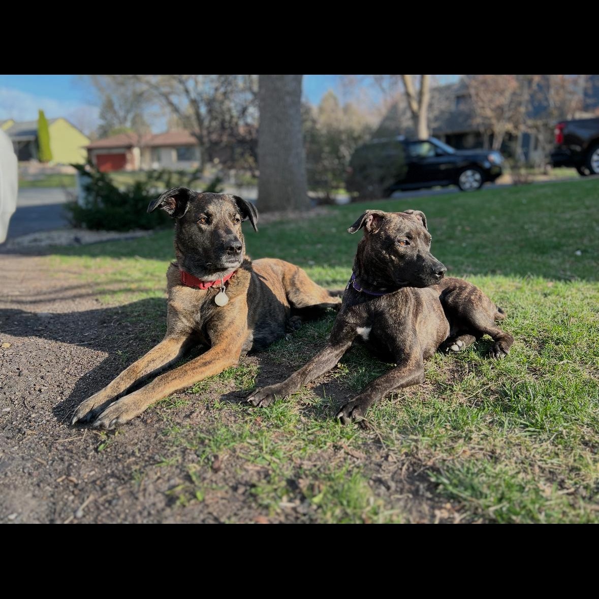 Sasha, an adoptable Pit Bull Terrier, Plott Hound in Eden Prairie , MN, 55344 | Photo Image 6