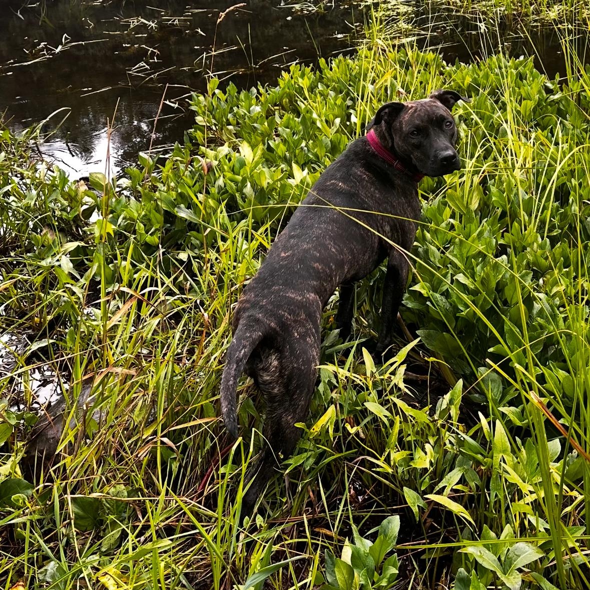 Sasha, an adoptable Pit Bull Terrier, Plott Hound in Eden Prairie , MN, 55344 | Photo Image 3