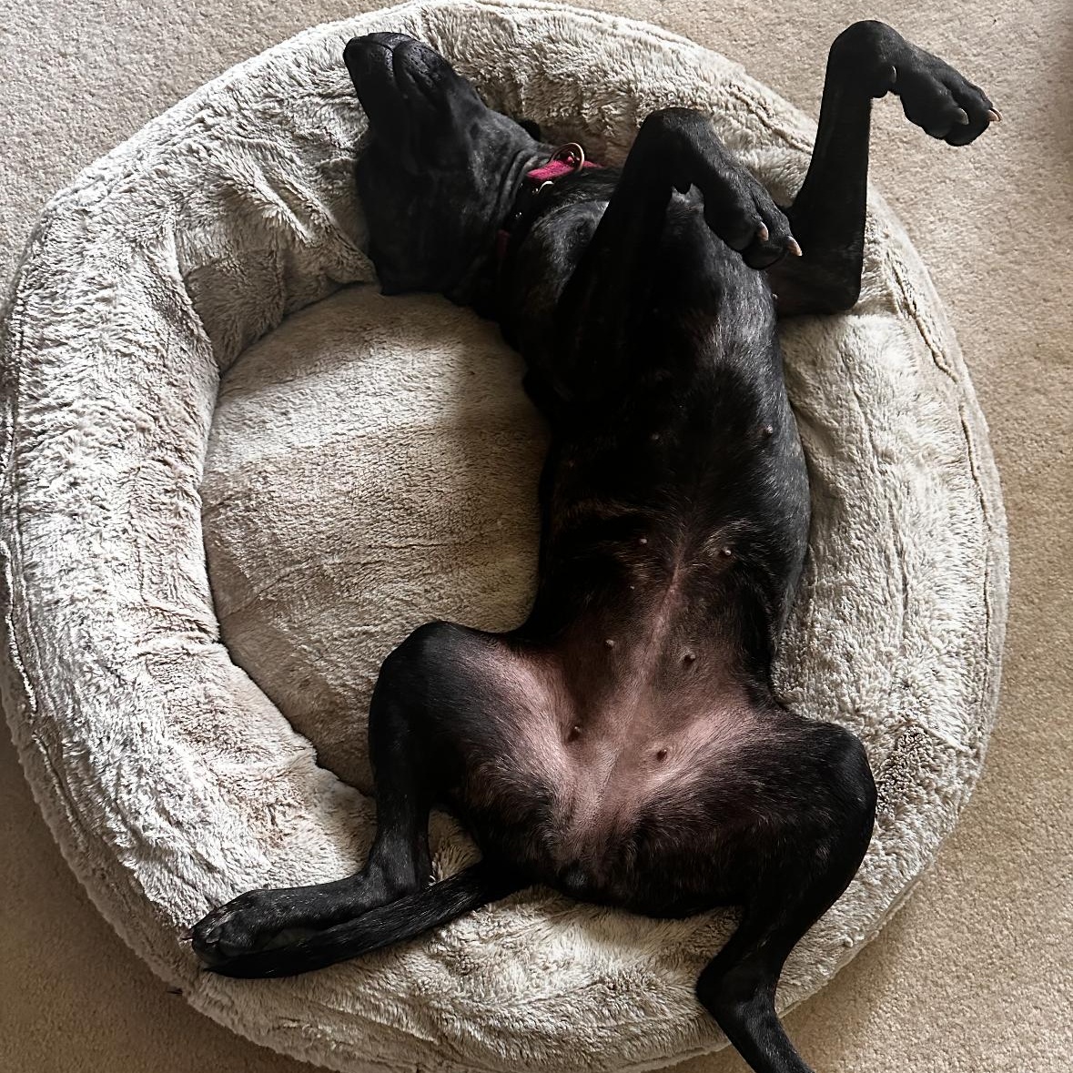 Sasha, an adoptable Pit Bull Terrier, Plott Hound in Eden Prairie , MN, 55344 | Photo Image 2