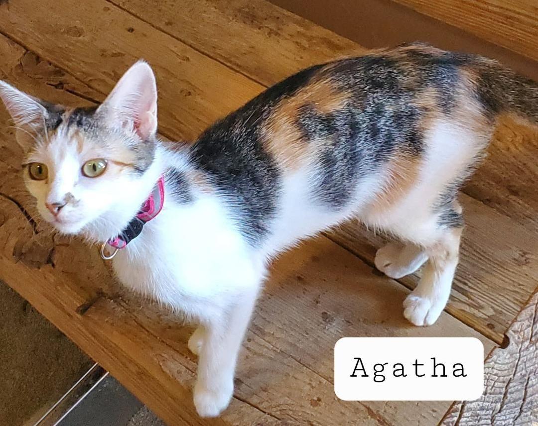 Agatha