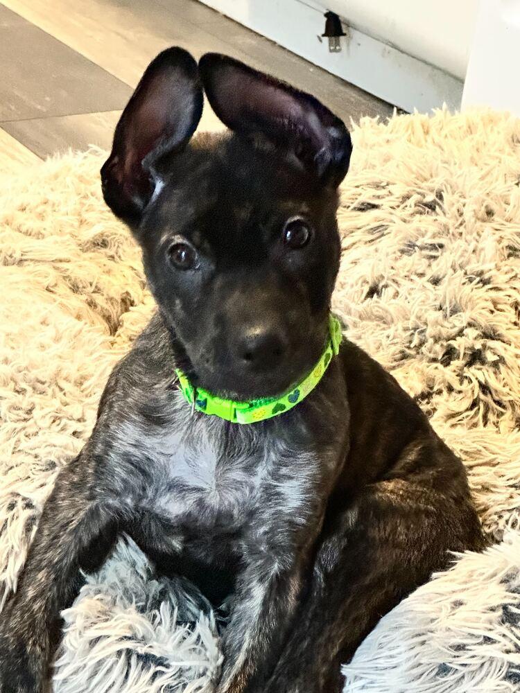 Enlarge Zack, a Adoptable mixed breed in Silver Spring, MD image 1/6