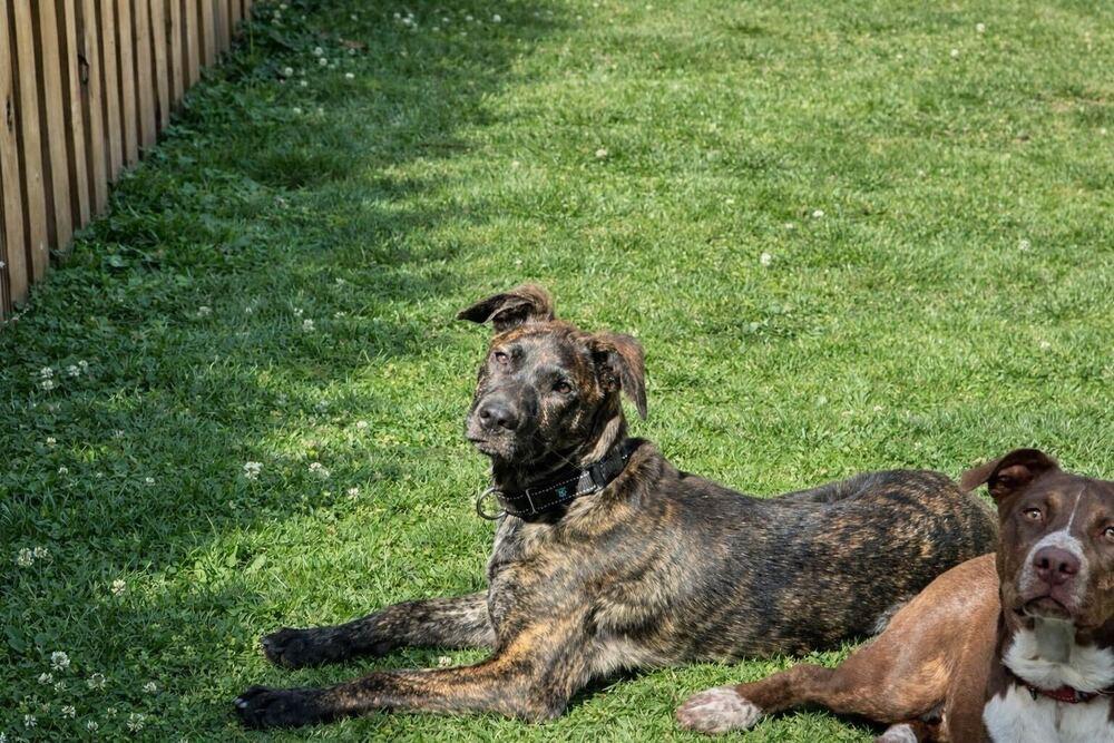Enlarge Zack, a Adoptable mixed breed in Silver Spring, MD image 2/6