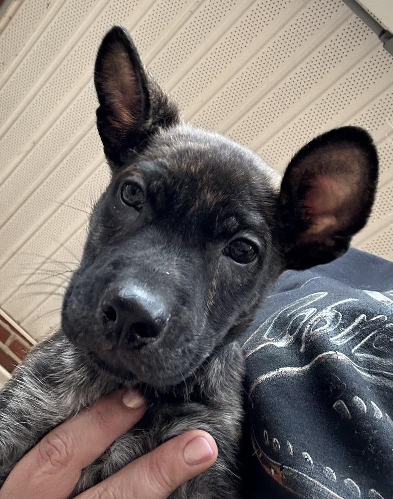 Enlarge Zack, a Adoptable mixed breed in Silver Spring, MD image 3/6