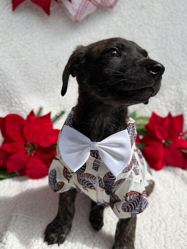 Enlarge Zack, a Adoptable mixed breed in Silver Spring, MD image 1/2