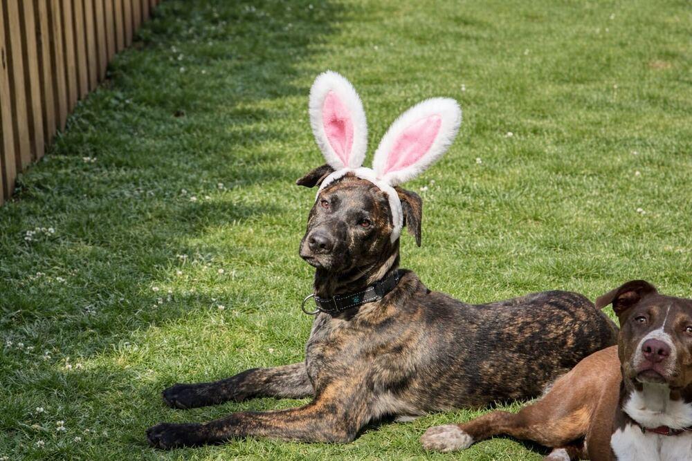 Enlarge Zack, a Adoptable mixed breed in Silver Spring, MD image 3/6