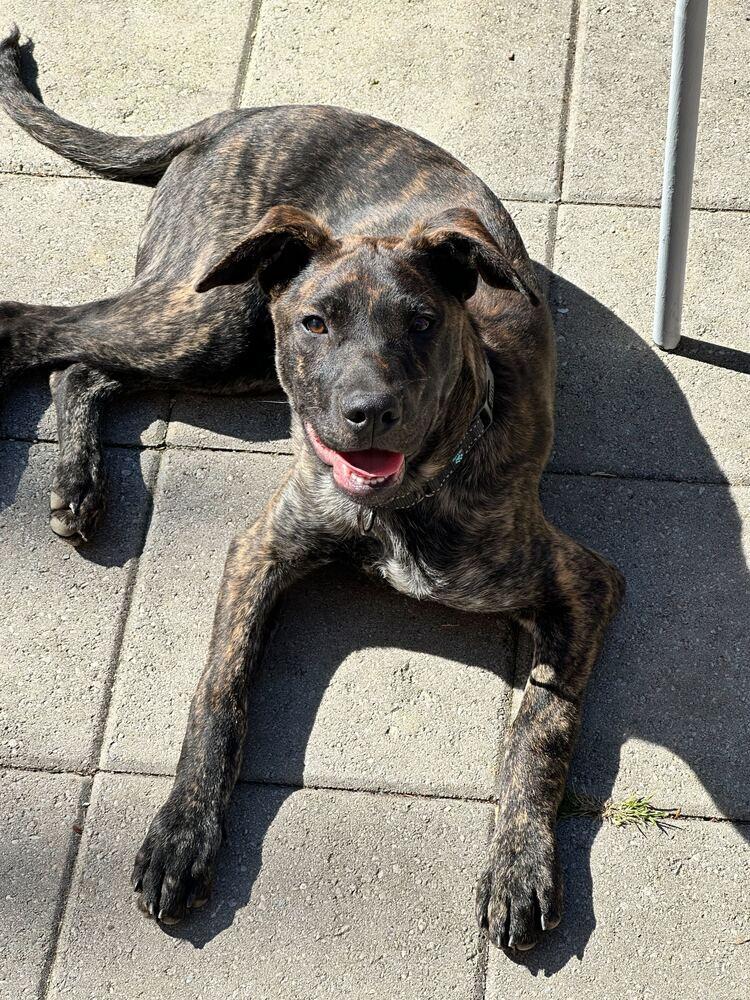 Enlarge Zack, a Adoptable mixed breed in Silver Spring, MD image 4/6