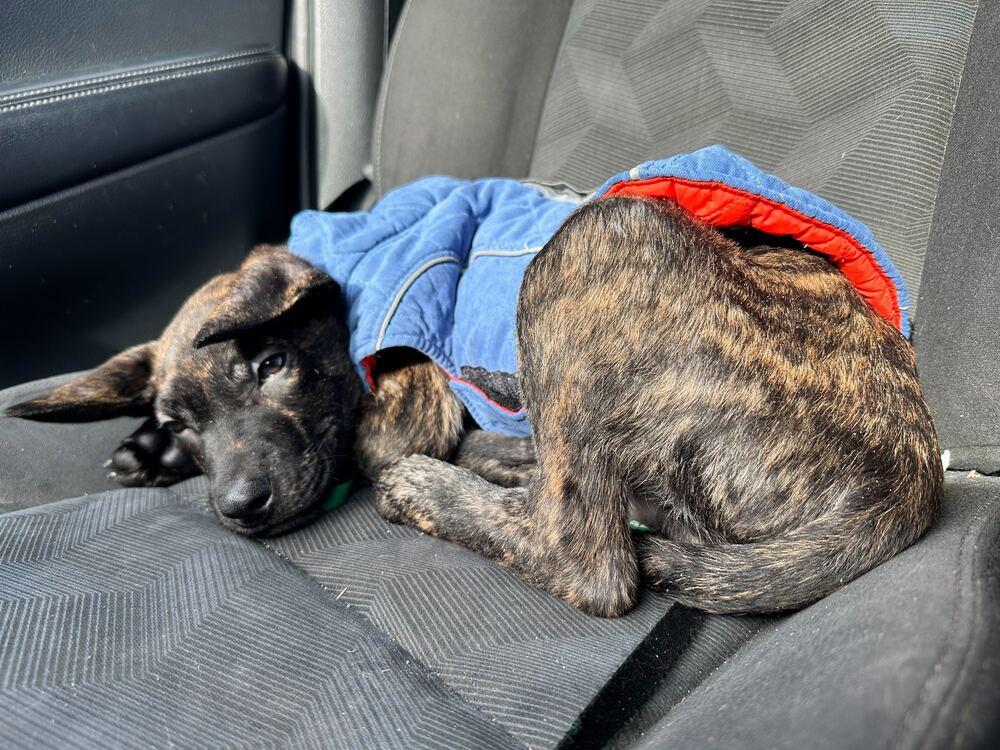 Enlarge Zack, a Adoptable mixed breed in Silver Spring, MD image 4/6