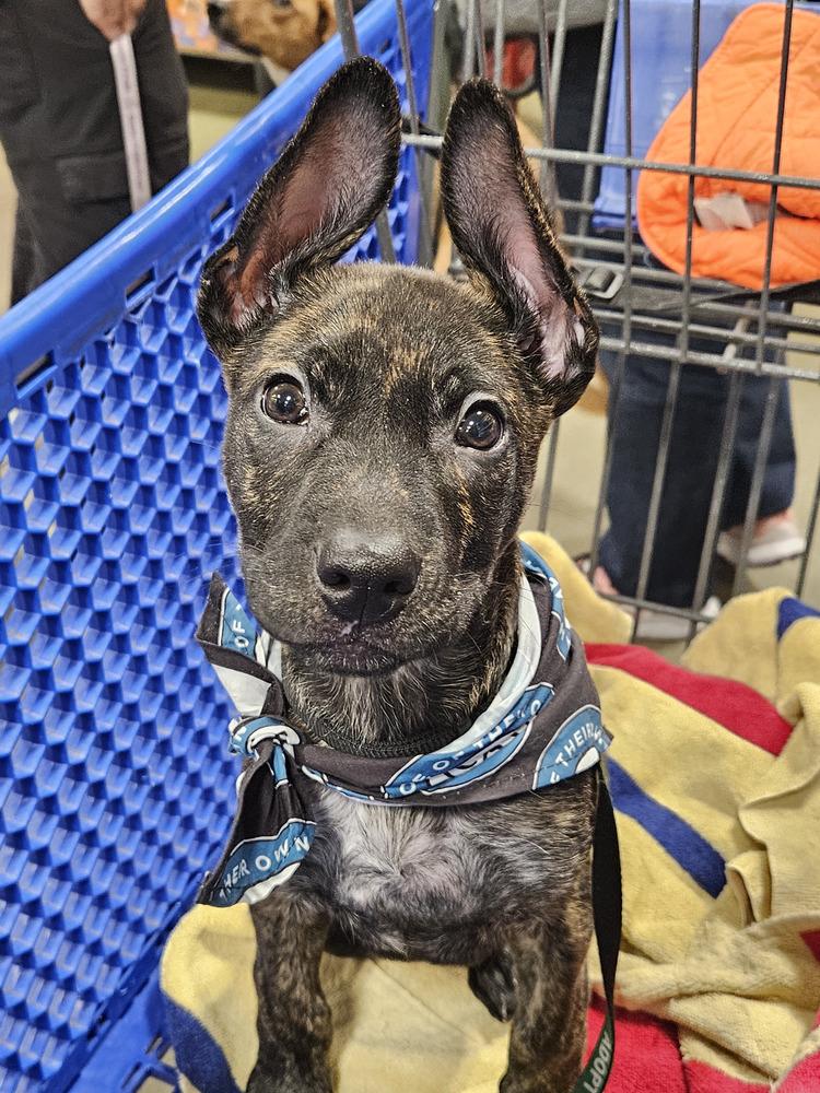 Enlarge Zack, a Adoptable mixed breed in Silver Spring, MD image 5/6