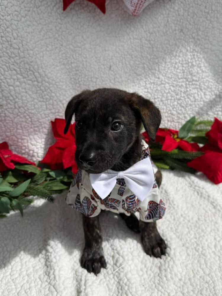 Enlarge Zack, a Adoptable mixed breed in Silver Spring, MD image 2/2