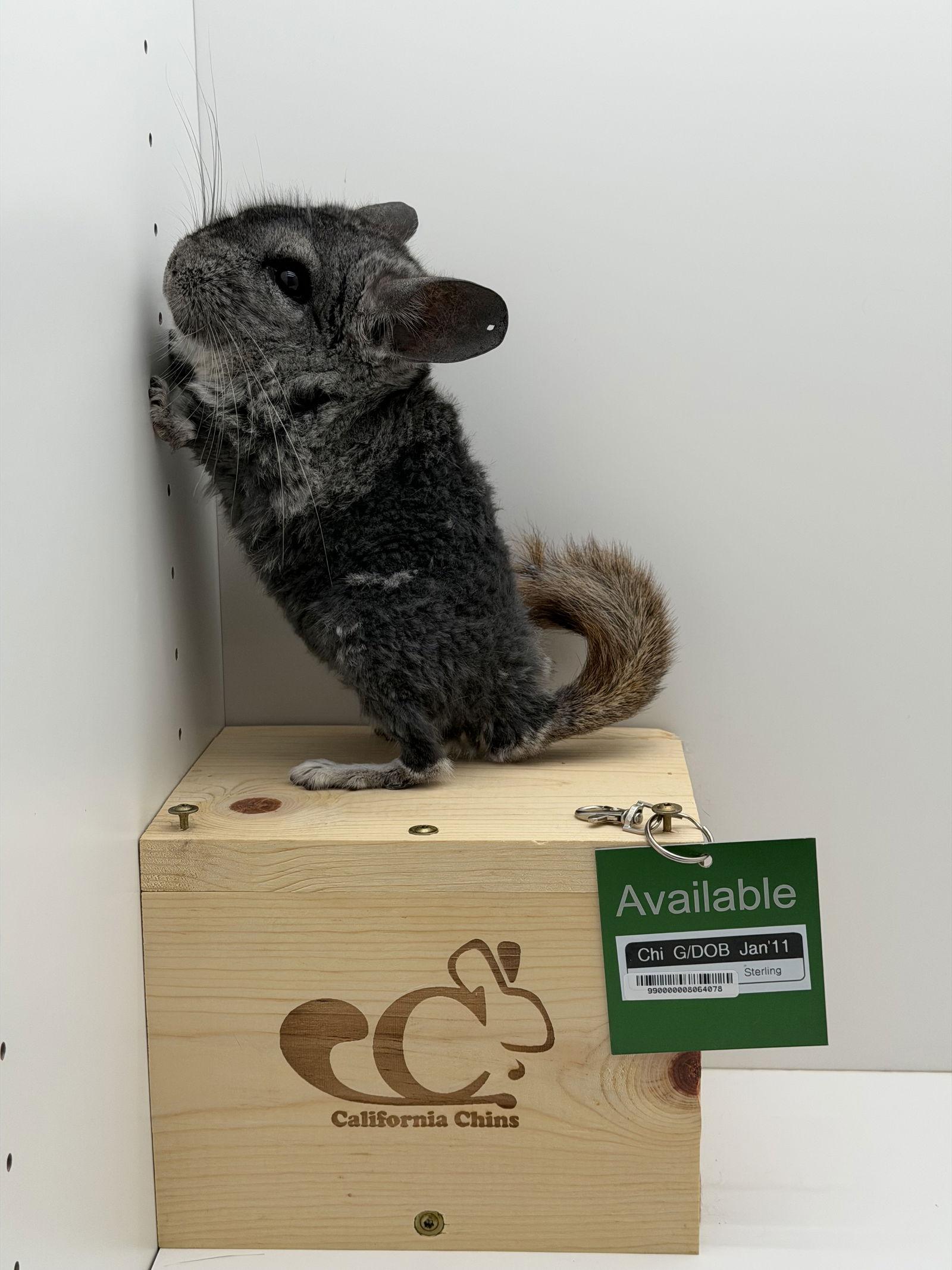 Chi, Adoptable, Senior Female Chinchilla.