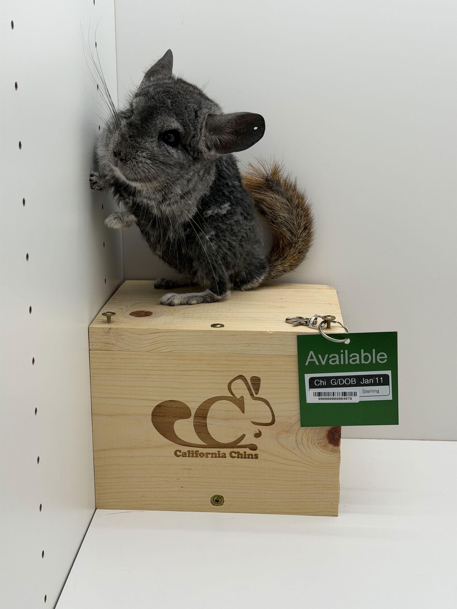 Enlarge Chi, a Adoptable Chinchilla in Sunnyvale, CA image 2/3