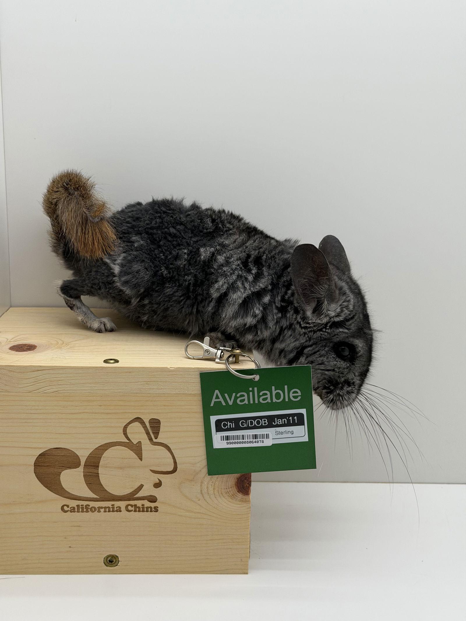 Enlarge Chi, a Adoptable Chinchilla in Sunnyvale, CA image 3/3
