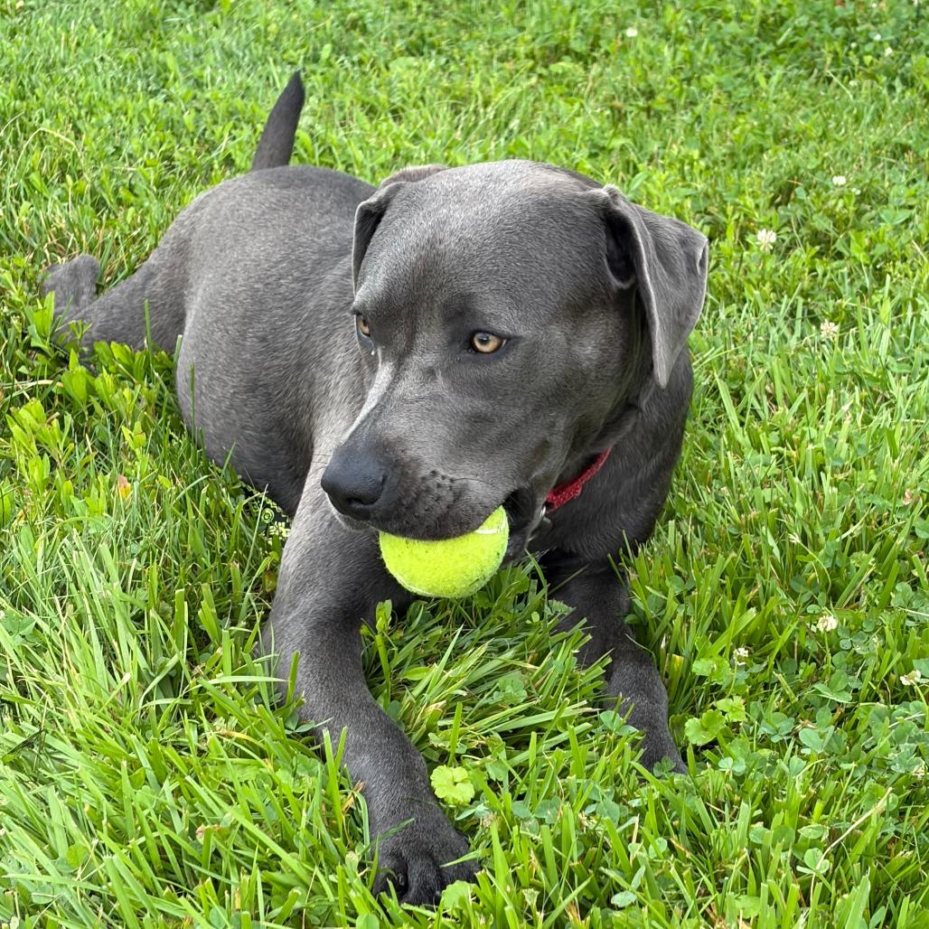Enlarge Clover, a Adoptable mixed breed in Delaware, OH image 1/6