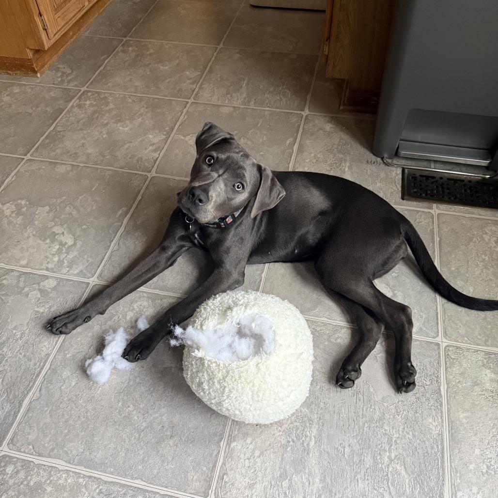 Enlarge Clover, a Adoptable mixed breed in Delaware, OH image 3/6