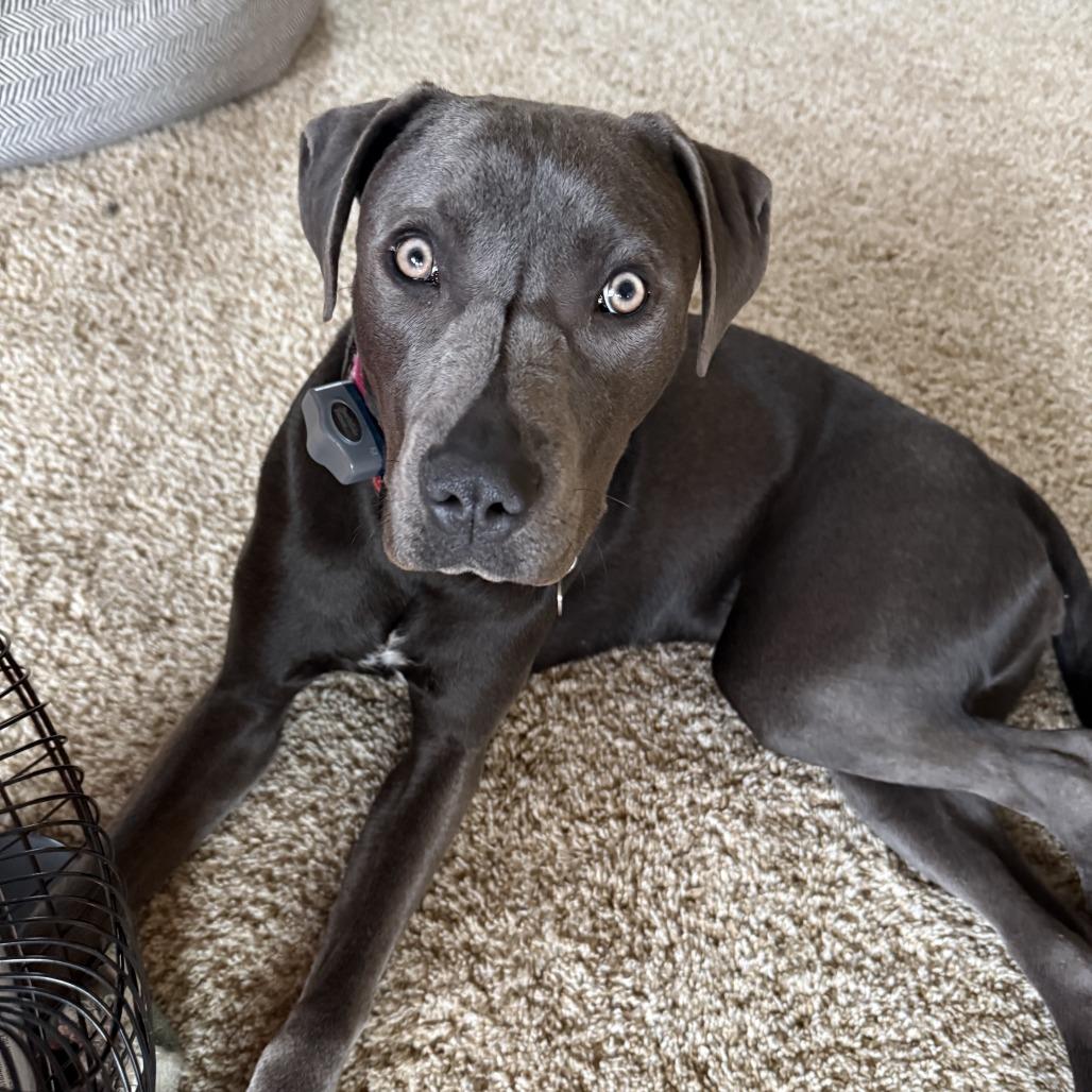 Enlarge Clover, a Adoptable mixed breed in Delaware, OH image 4/6