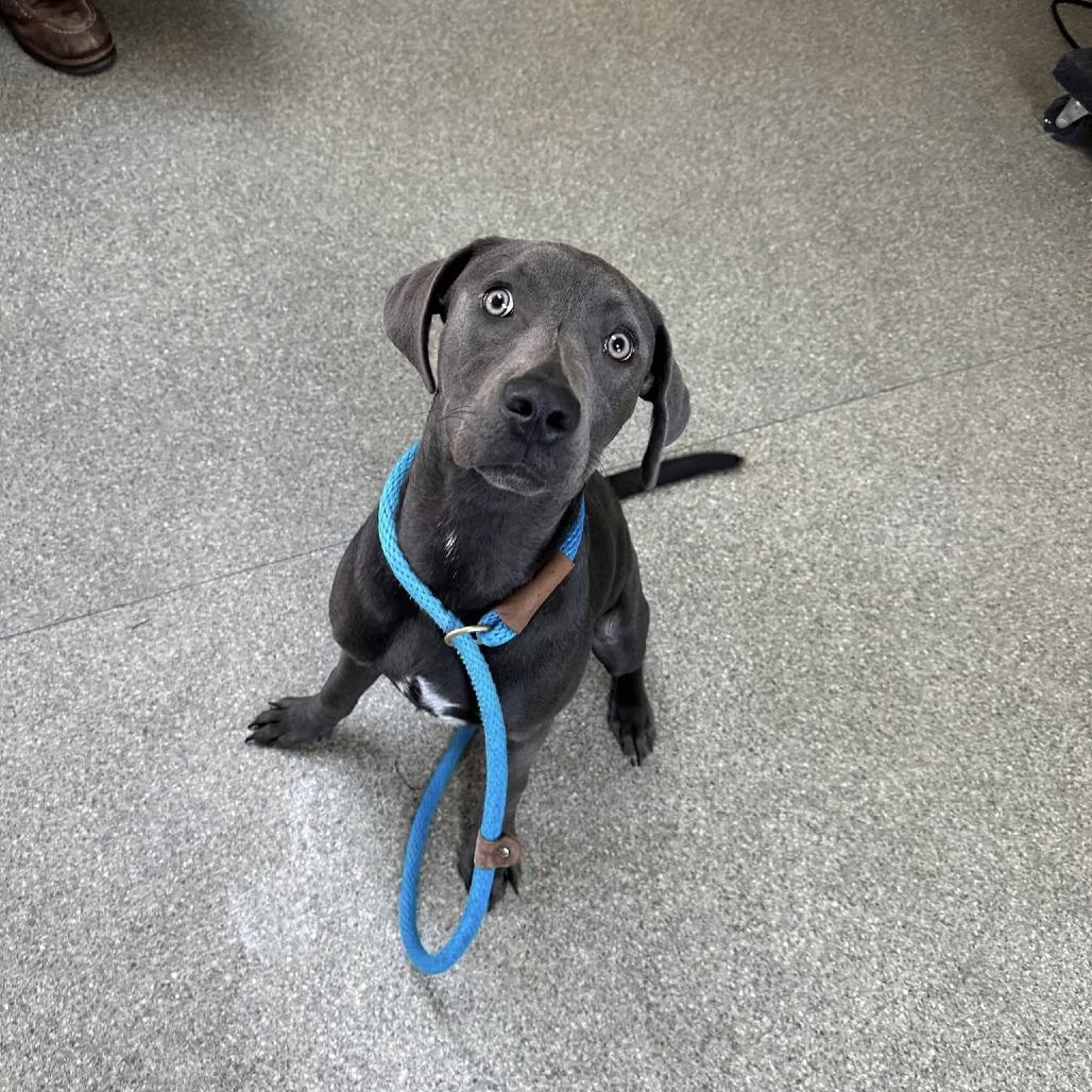 Enlarge Clover, a Adoptable mixed breed in Delaware, OH image 5/6