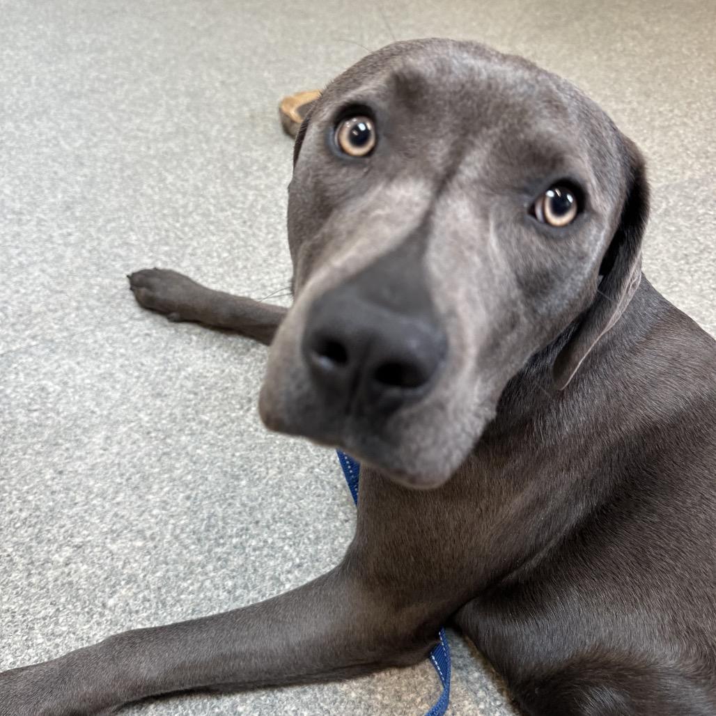 Enlarge Clover, a Adoptable mixed breed in Delaware, OH image 6/6