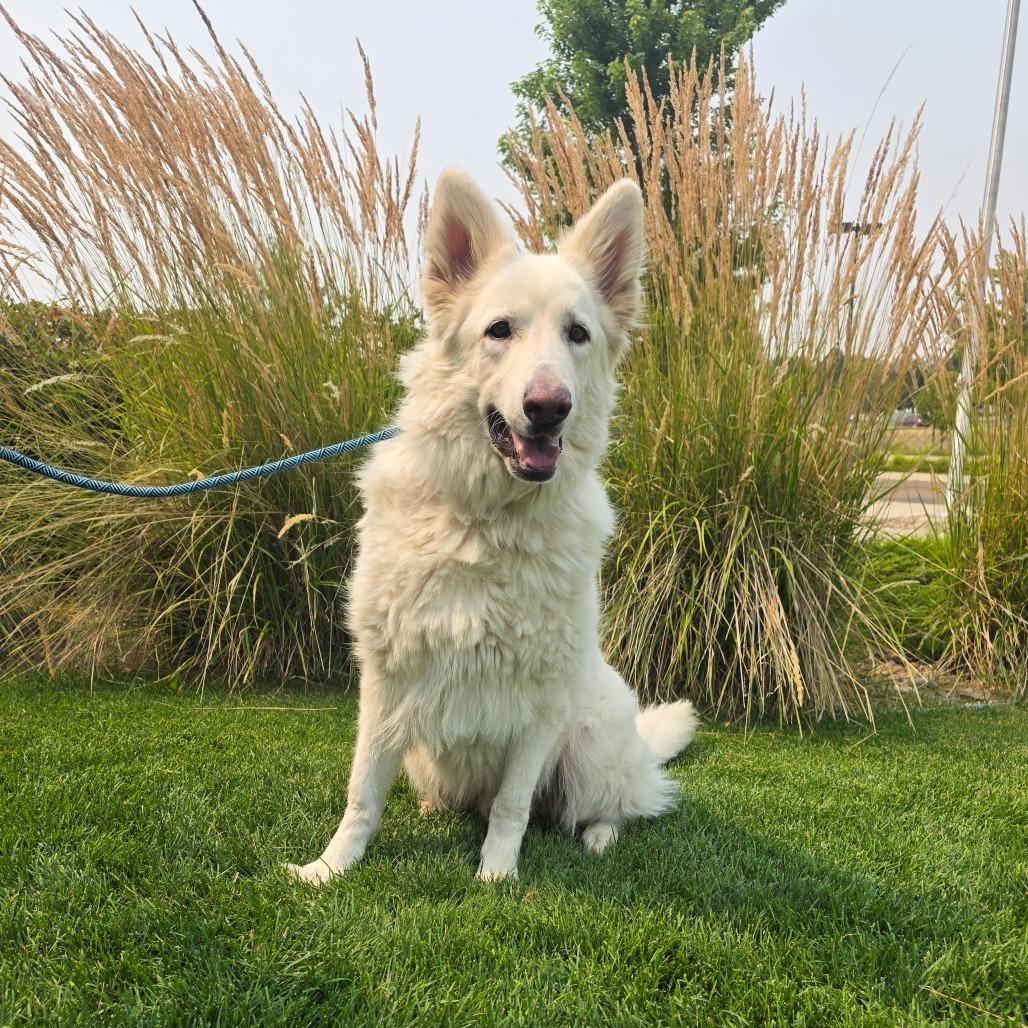 Ghost, Adoptable, Adult Male White German Shepherd & Mixed Breed.