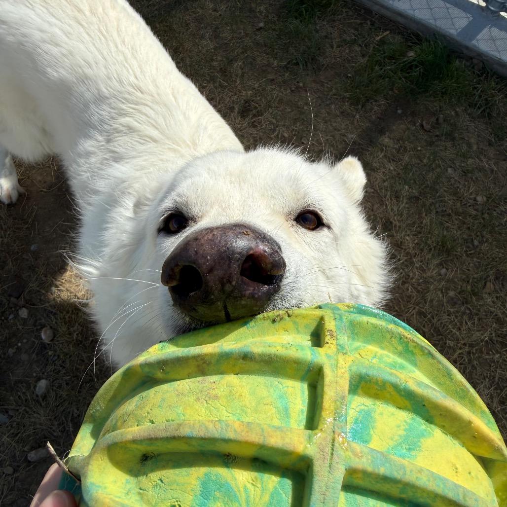 Enlarge Ghost, a Adoptable mixed breed in Great Falls, MT image 2/2