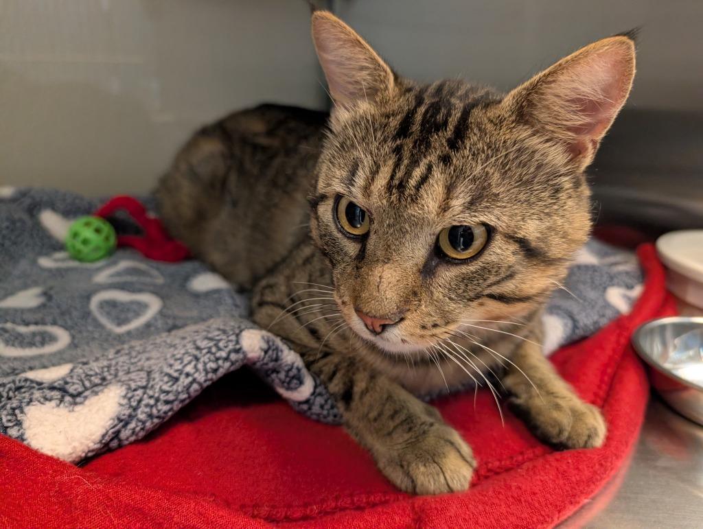 Enlarge Dish, a Adoptable mixed breed in Superior, WI image 1/1