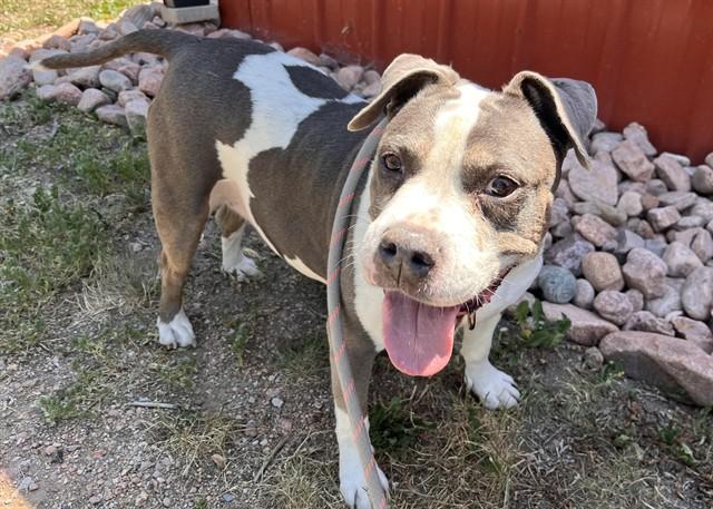 CLAUDIAN KAY, Adoptable, Adult Female Pit Bull Terrier & Mixed Breed.