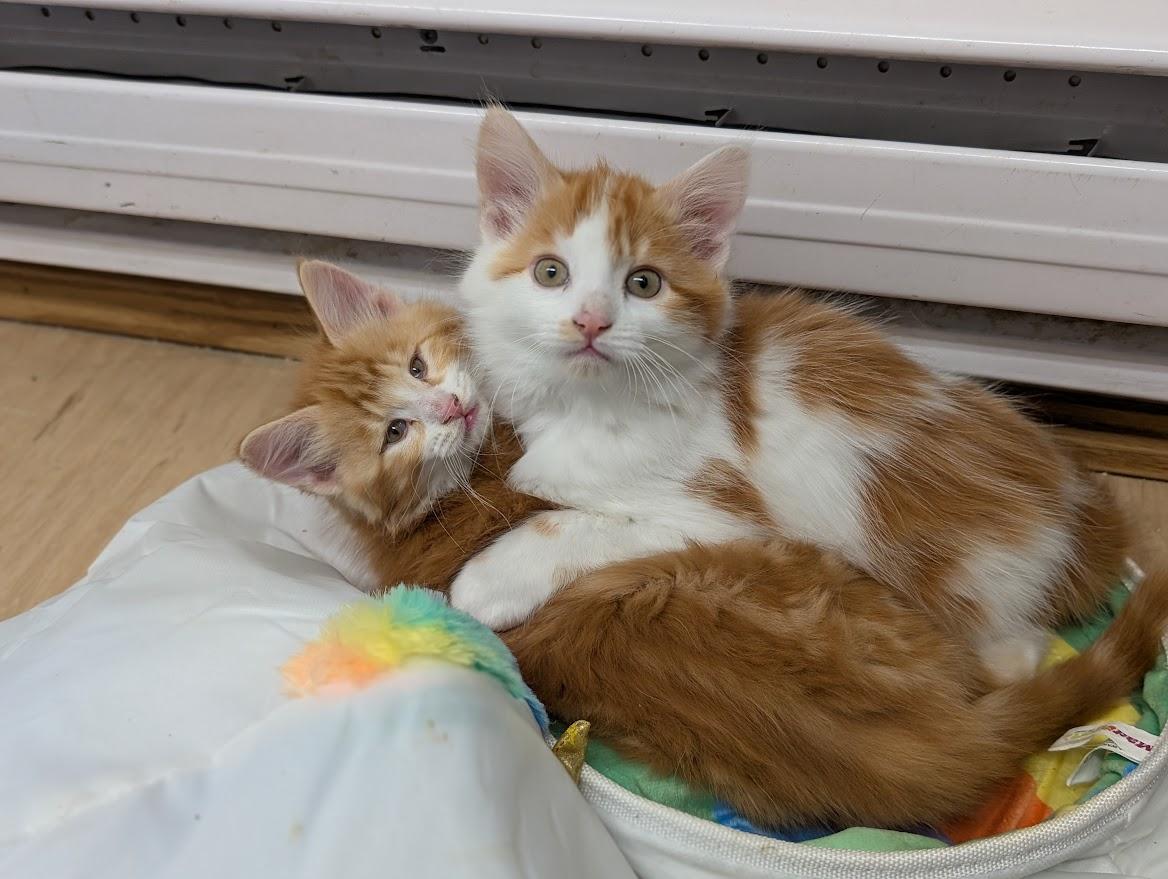 Enlarge Kittens *please read bio*, a hold Domestic Medium Hair in Coquitlam, BC image 1/2
